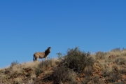 04 - Karoo NP (4)